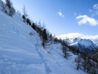 IMG_7787 Müsella