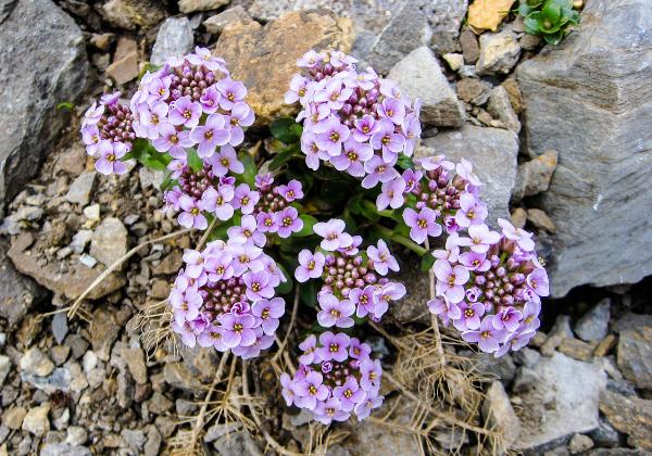 Surenenpass 22JUN14