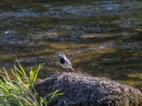 IMG_6190 White Wagtail