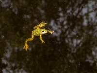 IMG_4452