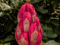 IMG_4454