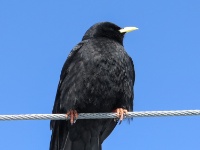 IMG_3366