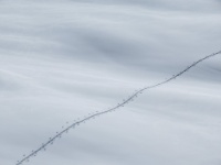 IMG_5460