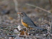 _MG_1083 Kapdrossel;cape thrush; turdus olivaceus