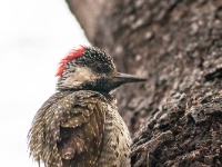 _MG_1089 Karidnalspecht;Cardinal Woodpecker;dendropicus fuscesens