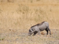 _MG_1103 Warzenschwein; warthog; phacochoerus aethiopicus