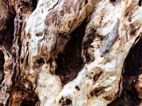 IMG_6648 Gum tree bark - East MacDonnell Ranges