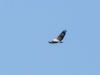 IMG_7580 White-breasted sea eagle, Kangaroo Island