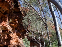 IMG_6899 Watarrka National Park (King's Canyon)