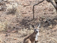 IMG_7310 wallaby