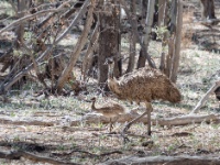 IMG_7330 Emu, Flinders Ranges National Park
