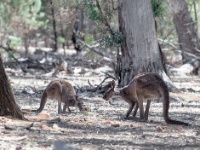 IMG_7335 Kangaroo, Flinders Ranges National Park
