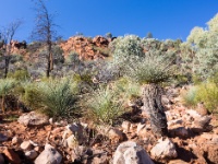 IMG_7350 Mount Ohlssen-Bagge walk, Flinders Ranges National Park