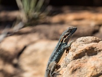 IMG_7365 Tawny Dragon, Flinders Ranges National Park