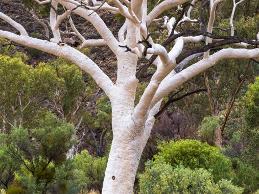 East_West MacDonnell