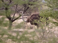 IMG_5835 Strauss; struthio camelus