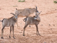 IMG_5860 Pferdeantilope;Roan antelope;Hippotragus equinus