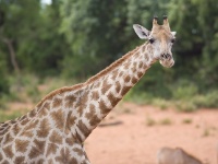 IMG_5864 Giraffe;Giraffa camelopardalis