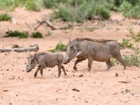 IMG_5872 Warzenschwein; warthog; phacochoerus aethiopicus