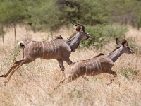 IMG_5880 Grosser Kudu; tragelaphus strepsiceros