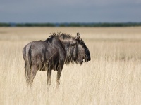 IMG_6005 Streifengnu; Wildebeast; connochaetes taurinus