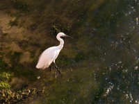 _MG_8281 Little Egret
